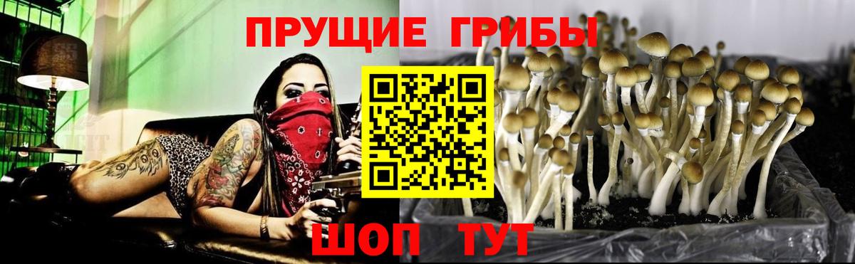 Галлюциногенные грибы Magic Shrooms  как найти закладки  Норильск  Вход с VPN 